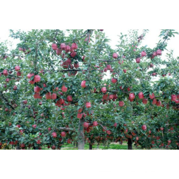 Fruit frais rouge fuji pomme délicieuse pomme